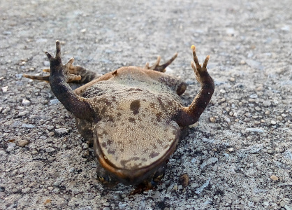 [The bullfrog is on its back on the sidewalk with its front legs up in the air and its entire underside exposed. This is a head-on view of the frog down at nearly ground level. The camera is up just high enough that most of its tan belly is visible. The tan is a strong contrast to the dark green on the legs. The pads at the tip of its 'toes' stick out like little tan globes. Its eyes are partially open.]